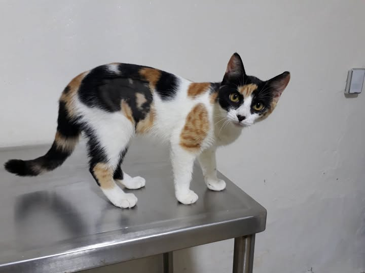Gata atendida en el centro veterinario SAVET
