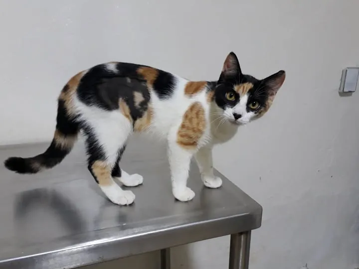 Gata atendida en el centro veterinario SAVET