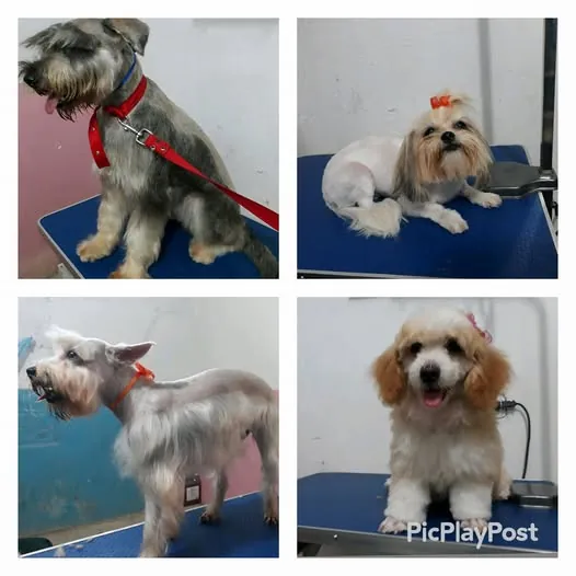 Cuatro perros atendidos en el servicio de baños y peluquería SAVET