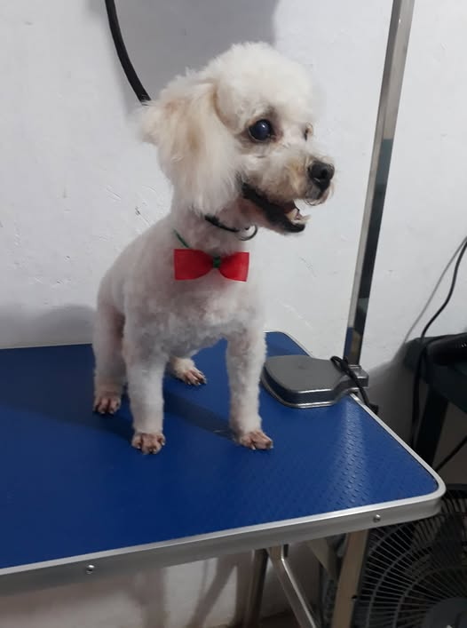 Perro con corte de pelo y corbatín rojo en SAVET
